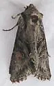 Lacinipolia sareta - Hodges#10395.1 - photo 4