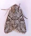 Lacinipolia sareta - Hodges#10395.1 - photo 5
