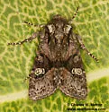 Lacinipolia sharonae - Hodges#10406.3 - photo 2