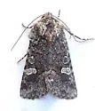 Lacinipolia sharonae - Hodges#10406.3 - photo 3
