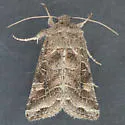 Lacinipolia sp-one - Lacinipolia sp-one