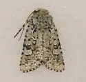 Lacinipolia sp-texas - Hodges#10424.97 - Lacinipolia sp-texas