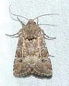 Lacinipolia spiculosa - Hodges#10400 - photo 2