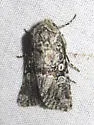 Lacinipolia stenotis - Hodges#10382 - photo 3