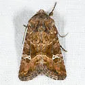 Brown Arches Moth - Hodges#10398 - Lacinipolia stricta