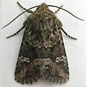Brown Arches Moth - Hodges#10398 - photo 2