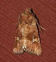 Brown Arches Moth - Hodges#10398 - photo 4