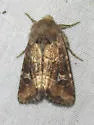 Brown Arches Moth - Hodges#10398 - photo 5