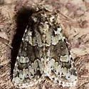 Collared Arches Moth - Hodges#10415