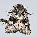 Collared Arches Moth - Hodges#10415 - photo 4