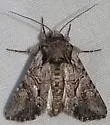 Lacinipolia teligera - Hodges#10393 - photo 2