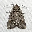 Lacinipolia teligera - Hodges#10393 - photo 3