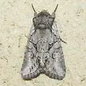 Lacinipolia teligera - Hodges#10393 - photo 4