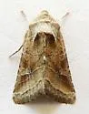 Lacinipolia triplehorni - Hodges#10403.1 - photo 3