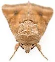 Lacinipolia triplehorni - Hodges#10403.1 - photo 4