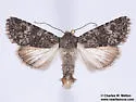Lacinipolia umbrosa - Hodges#10379 - photo 2