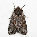 Lacinipolia vicina - Hodges#10394 - photo 3