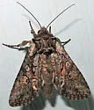 Lacinipolia vicina - Hodges#10394 - photo 4