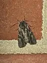 Lacinipolia vicina - Hodges#10394 - photo 5