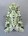 Lacinipolia viridifera - Hodges#10419 - photo 3