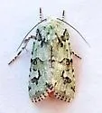 Lacinipolia viridifera - Hodges#10419 - photo 4