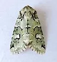 Lacinipolia viridifera - Hodges#10419 - photo 5