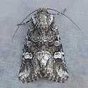 Lacinipolia vittula - Hodges#10380 - Lacinipolia vittula
