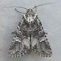 Lacinipolia vittula - Hodges#10380 - photo 2