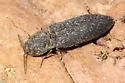 Lacon auroratus