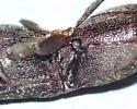 Lacon avitus