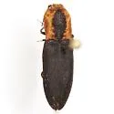 Lacon discoideus - photo 2