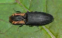 Lacon discoideus - photo 3