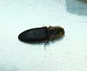 Lacon discoideus - photo 5