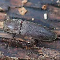 Lacon impressicollis