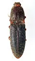 Lacon impressicollis - photo 2