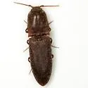 Lacon impressicollis - photo 3