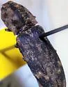 Lacon maculatus