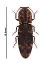Lacon maculatus - photo 2