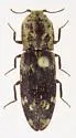 Lacon maculatus - photo 3