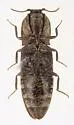 Lacon maculatus - photo 4