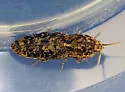 Marbled Click Beetle