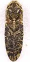 Marbled Click Beetle - photo 2
