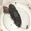 Marbled Click Beetle - photo 3
