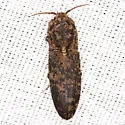 Marbled Click Beetle - photo 5