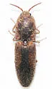 Lacon mexicanus - photo 4