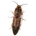 Lacon mexicanus - photo 5