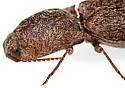 Lacon nobilis