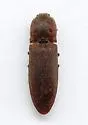 Lacon nobilis - photo 5