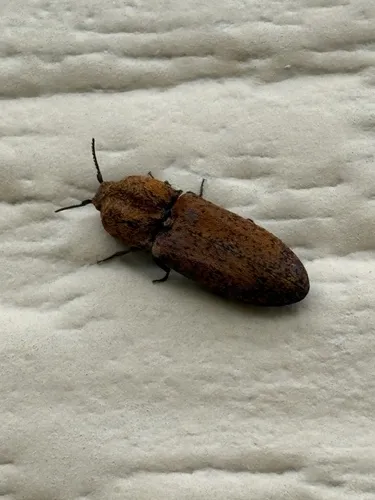 Lacon pyrsolepis