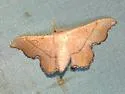 Lacosoma arizonicum - Hodges#7660